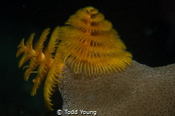 Christmas Tree Worm shot in January off the West coast of... by Todd Young 